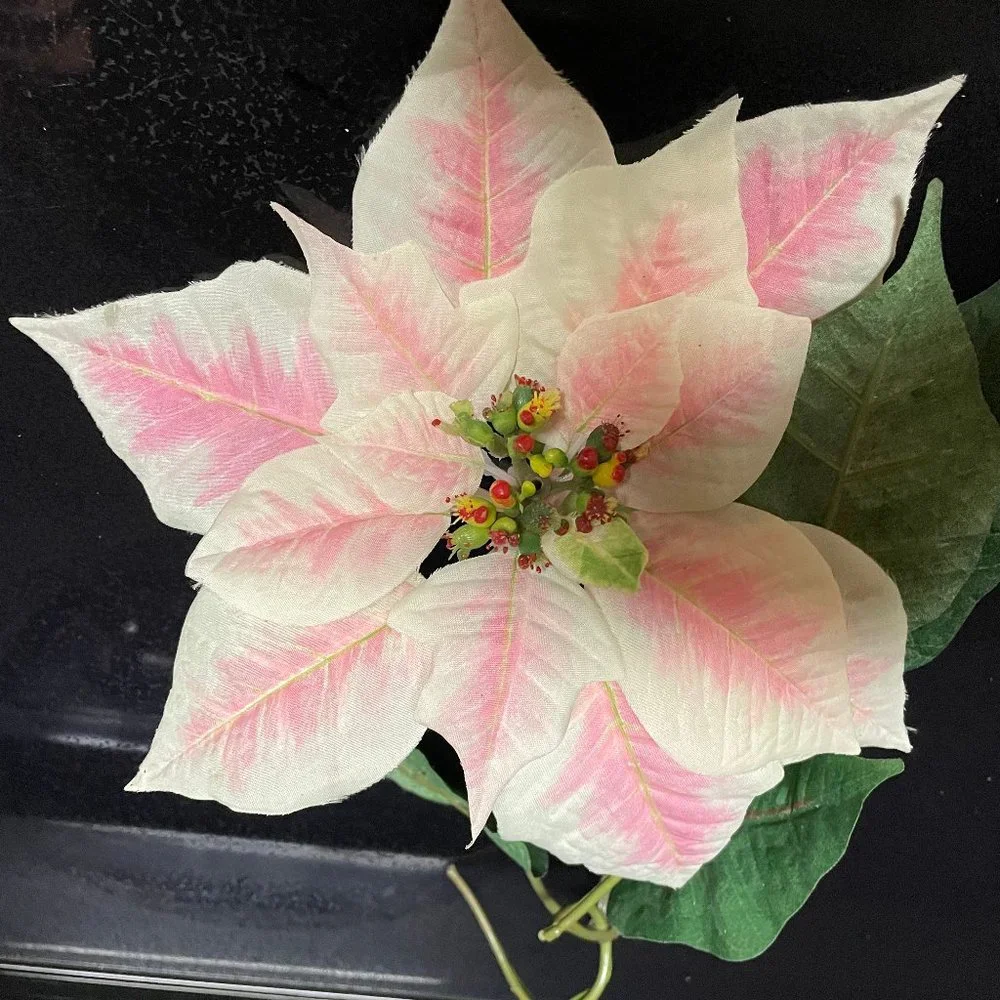 Large pinkish poinsetta